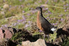 Rudowodnik - Rougetius rougetii - Rouget's Rail