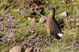 Rudowodnik - Rougetius rougetii - Rouget's Rail