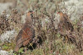 Szponiastonóg etiopski - Pternistis castaneicollis - Chestnut-naped Francolin