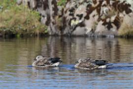 Etiopka - Cyanochen cyanopterus - Blue-winged Goose