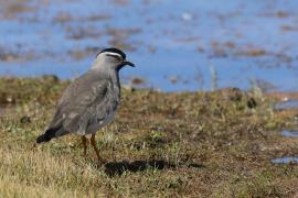 Czajka czarnogłowa - Vanellus melanocephalus - Spot-breasted Lapwing