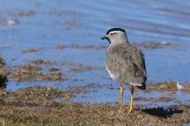 Czajka czarnogłowa - Vanellus melanocephalus - Spot-breasted Lapwing