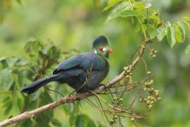 Turak białouchy - Tauraco leucotis - White-cheeked Turaco