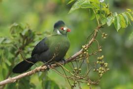 Turak białouchy - Tauraco leucotis - White-cheeked Turaco