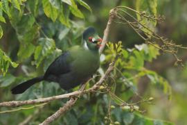 Turak białouchy - Tauraco leucotis - White-cheeked Turaco