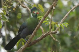 Turak białouchy - Tauraco leucotis - White-cheeked Turaco