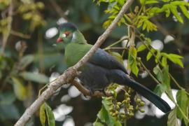 Turak białouchy - Tauraco leucotis - White-cheeked Turaco