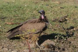 Sęp brunatny - Necrosyrtes monachus - Hooded Vulture