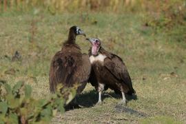 Sęp brunatny - Necrosyrtes monachus - Hooded Vulture