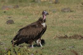 Sęp brunatny - Necrosyrtes monachus - Hooded Vulture