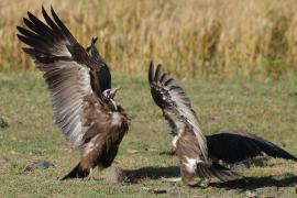 Sęp brunatny - Necrosyrtes monachus - Hooded Vulture