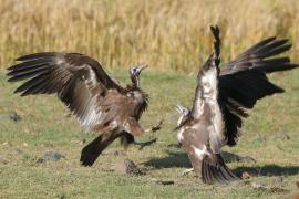 Sęp brunatny - Necrosyrtes monachus - Hooded Vulture