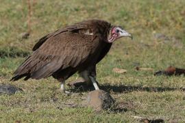 Sęp brunatny - Necrosyrtes monachus - Hooded Vulture