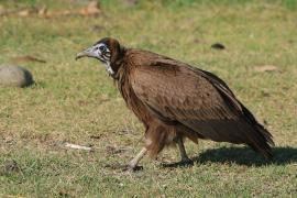 Sęp brunatny - Necrosyrtes monachus - Hooded Vulture