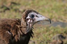 Sęp brunatny - Necrosyrtes monachus - Hooded Vulture