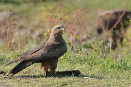 Kania czarna - Milvus migrans - Black Kite