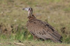 Sęp brunatny - Necrosyrtes monachus - Hooded Vulture