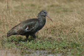 Ibis koralikowy - Bostrychia carunculata - Wattled Ibis