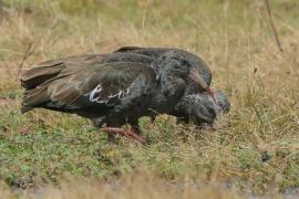 Ibis koralikowy - Bostrychia carunculata - Wattled Ibis