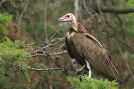 Sęp brunatny - Necrosyrtes monachus - Hooded Vulture