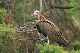 Sęp brunatny - Necrosyrtes monachus - Hooded Vulture