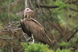 Sęp brunatny - Necrosyrtes monachus - Hooded Vulture