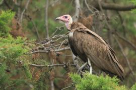 Sęp brunatny - Necrosyrtes monachus - Hooded Vulture