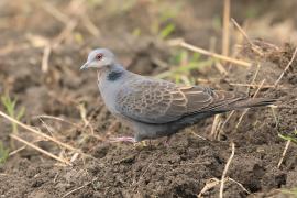 Turkawka żałobna - Streptopelia lugens - Dusky Turtle Dove