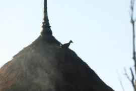 Rudowodnik - Rougetius rougetii - Rouget's Rail
