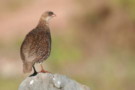 Szponiastonóg etiopski - Pternistis castaneicollis - Chestnut-naped Francolin