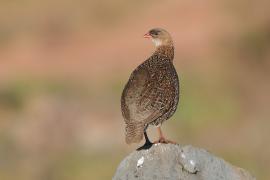 Szponiastonóg etiopski - Pternistis castaneicollis - Chestnut-naped Francolin