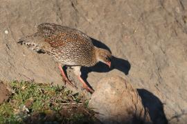 Szponiastonóg etiopski - Pternistis castaneicollis - Chestnut-naped Francolin