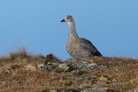 Etiopka - Cyanochen cyanopterus - Blue-winged Goose