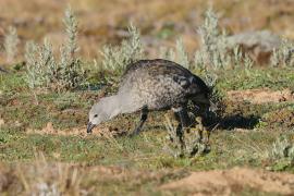 Etiopka - Cyanochen cyanopterus - Blue-winged Goose