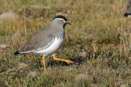 Czajka czarnogłowa - Vanellus melanocephalus - Spot-breasted Lapwing