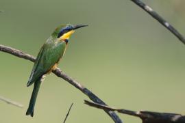 Żołna mała - Merops pusillus - Little Bee-eater