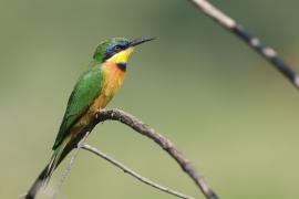 Żołna mała - Merops pusillus - Little Bee-eater