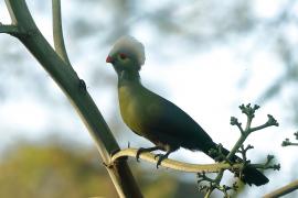 Turak etiopski - Tauraco ruspolii - Ruspoli's Turaco