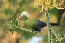 Turak etiopski - Tauraco ruspolii - Ruspoli's Turaco