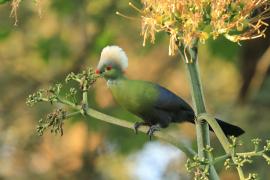 Turak etiopski - Tauraco ruspolii - Ruspoli's Turaco