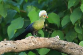 Turak etiopski - Tauraco ruspolii - Ruspoli's Turaco