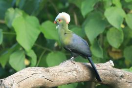 Turak etiopski - Tauraco ruspolii - Ruspoli's Turaco