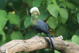 Turak etiopski - Tauraco ruspolii - Ruspoli's Turaco