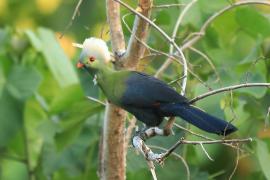 Turak etiopski - Tauraco ruspolii - Ruspoli's Turaco