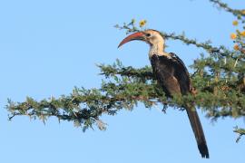 Toko białogrzbiety - Tockus erythrorhynchus - Northern Red-billed Hornbill