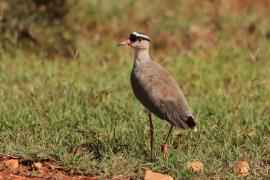 Czajka koroniasta - Vanellus coronatus - Crowned Lapwing