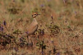 Rączak mały - Cursorius temminckii - Temminck's Courser
