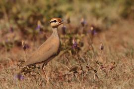 Rączak mały - Cursorius temminckii - Temminck's Courser