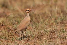 Rączak mały - Cursorius temminckii - Temminck's Courser