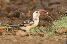 Toko białogrzbiety - Tockus erythrorhynchus - Northern Red-billed Hornbill